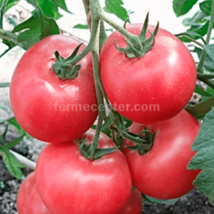 Пинк Свитнес F1 - томат детерминантный, 500 семян, (Lark Seeds) фото, цена